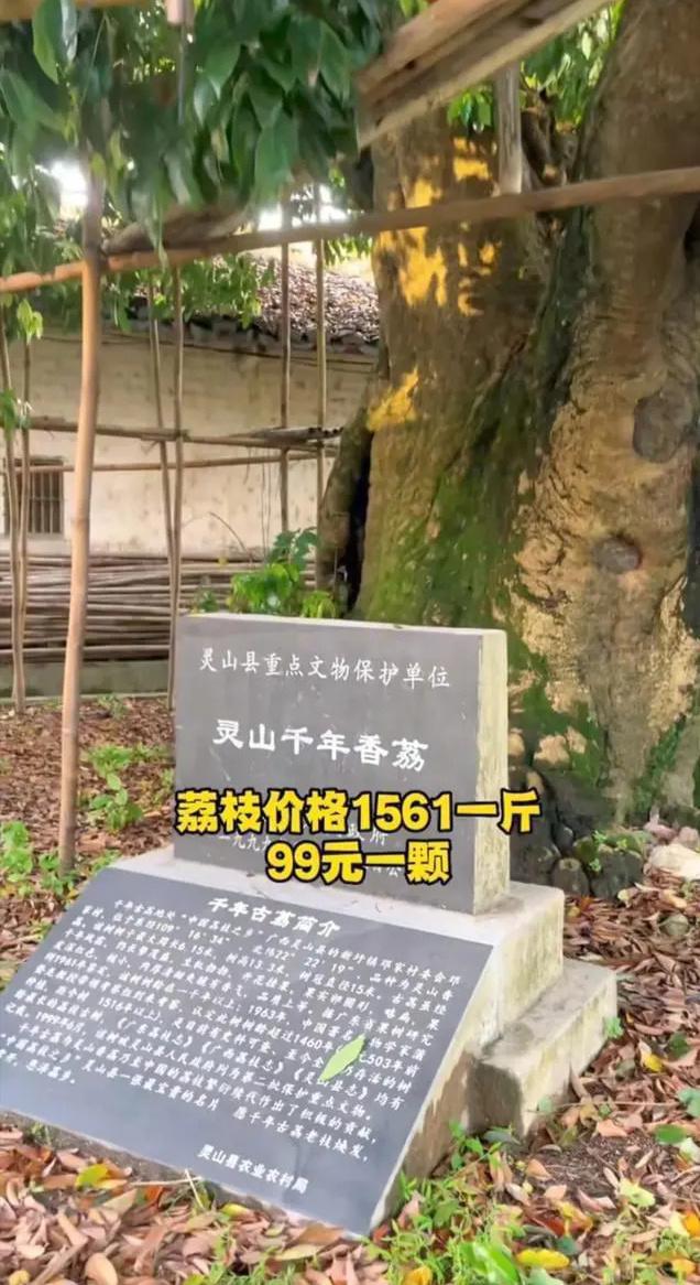 荔枝九游娱乐界的茅台在广西！你吃过吗？(图1)