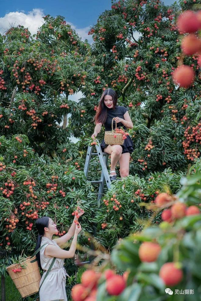 荔枝九游娱乐界的茅台在广西！你吃过吗？(图8)