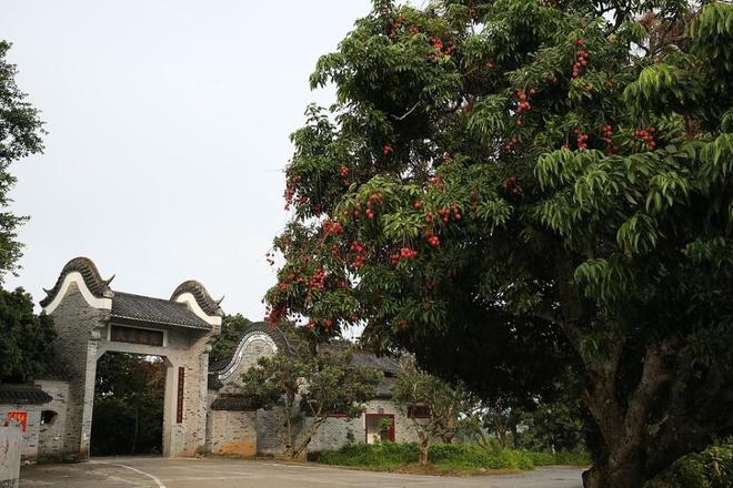 荔枝九游娱乐界的茅台在广西！你吃过吗？(图3)