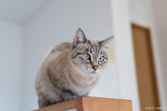 九游娱乐居家护理猫鼻支10个有效方法助你猫咪康复
