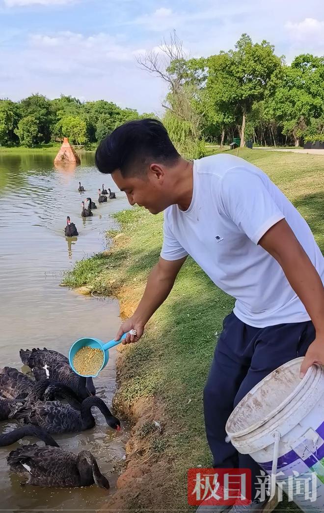 九游娱乐“渣鹅”移情别恋后饲养员为伤心母天鹅安排了两只新的公天鹅(图9)