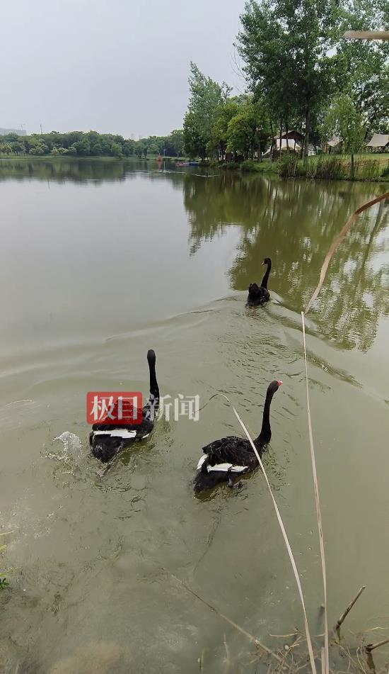九游娱乐“渣鹅”移情别恋后饲养员为伤心母天鹅安排了两只新的公天鹅(图6)