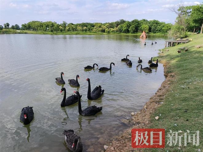 九游娱乐“渣鹅”移情别恋后饲养员为伤心母天鹅安排了两只新的公天鹅(图7)