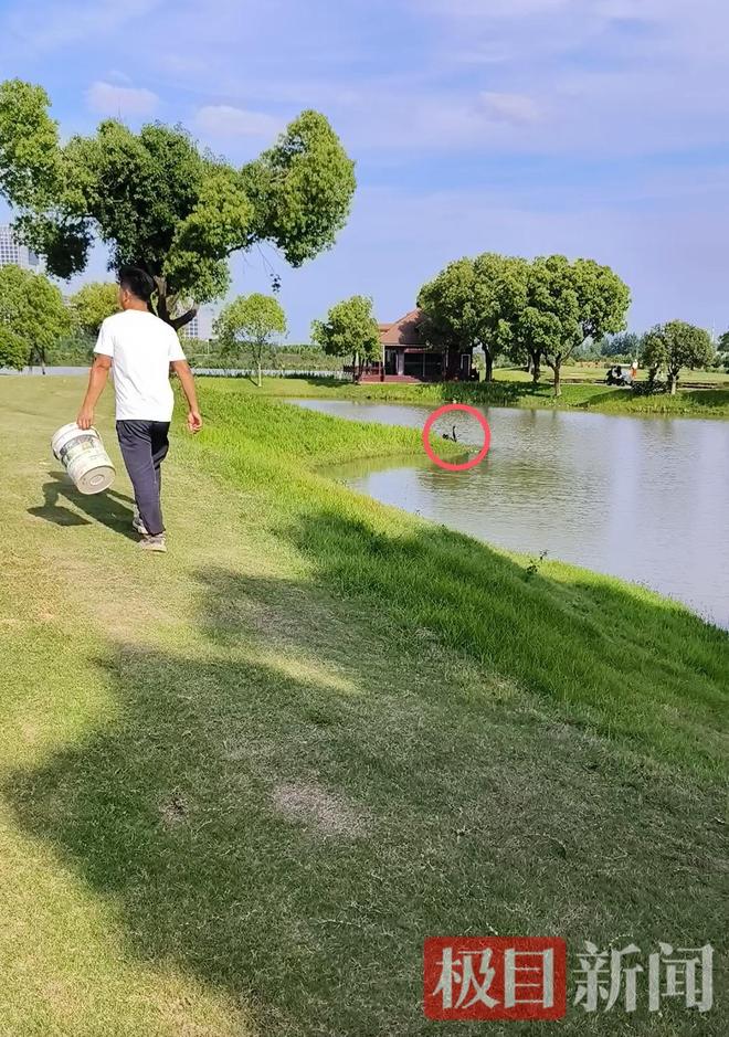 九游娱乐“渣鹅”移情别恋后饲养员为伤心母天鹅安排了两只新的公天鹅(图10)