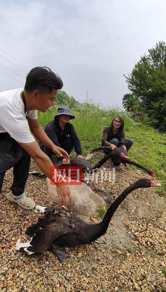 九游娱乐“渣鹅”移情别恋后饲养员为伤心母天鹅安排了两只新的公天鹅(图1)