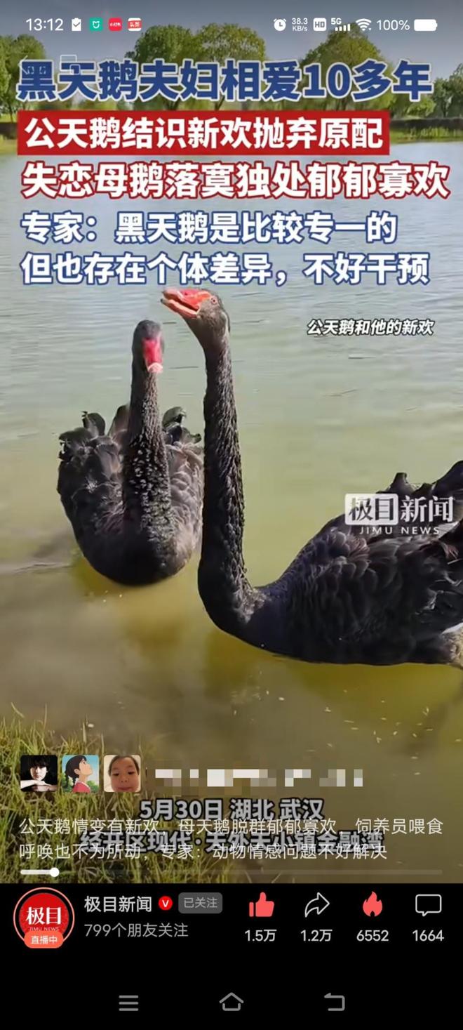 九游娱乐“渣鹅”移情别恋后饲养员为伤心母天鹅安排了两只新的公天鹅(图2)