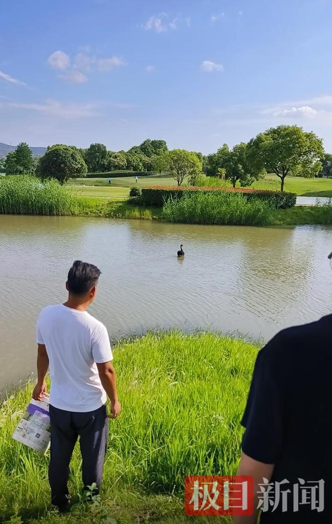 九游娱乐“渣鹅”移情别恋后饲养员为伤心母天鹅安排了两只新的公天鹅(图12)