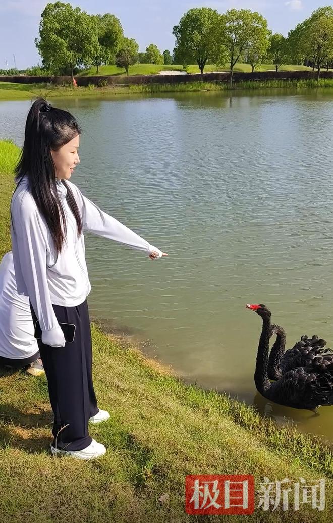 九游娱乐“渣鹅”移情别恋后饲养员为伤心母天鹅安排了两只新的公天鹅(图14)